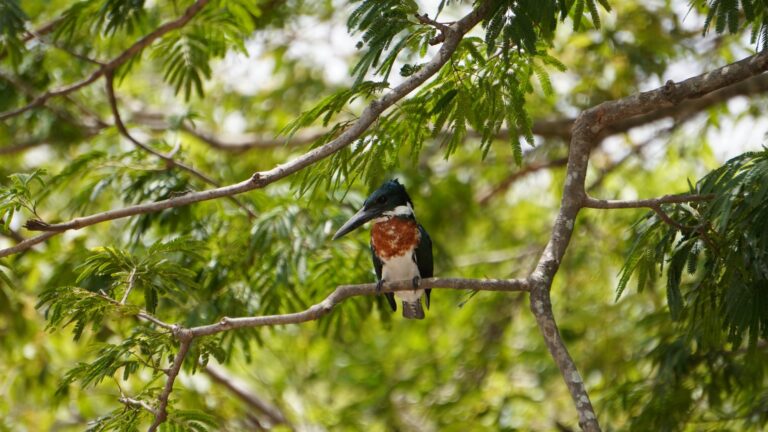 Amazon kingfisher perched on a branch along the Tempisque River, Palo Verde, Costa Rica