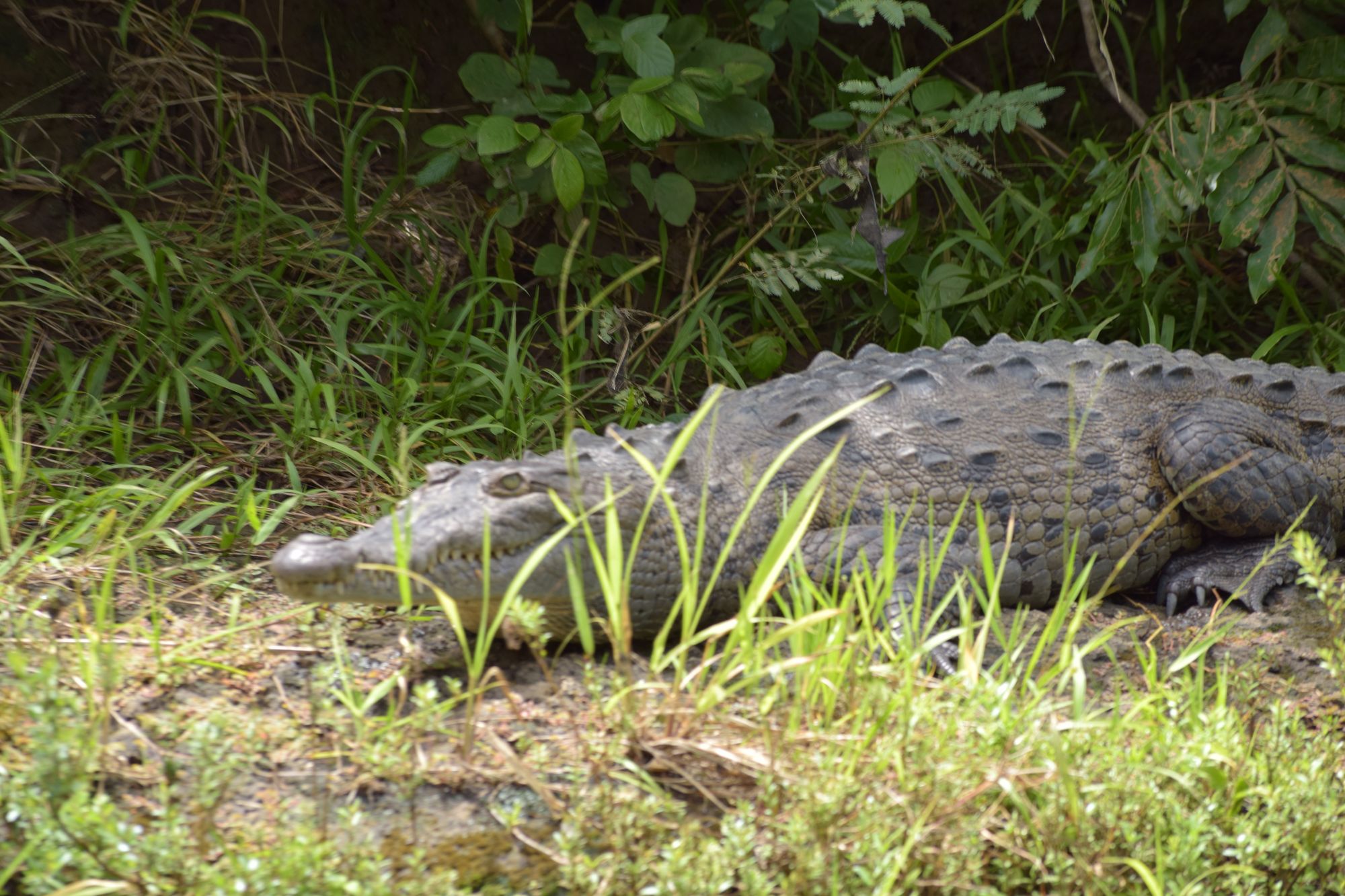 American crocodile