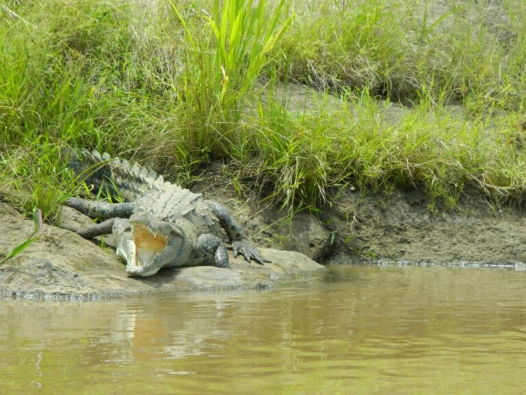 American crocodile resting with its mouth open on the riverbank, seen from the raft on a safari float in Guanacaste