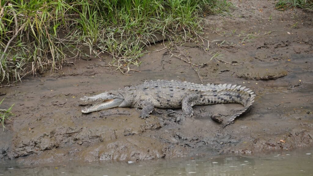 American crocodile basking on the muddy bank of the Tempisque River, Palo Verde, Costa Rica