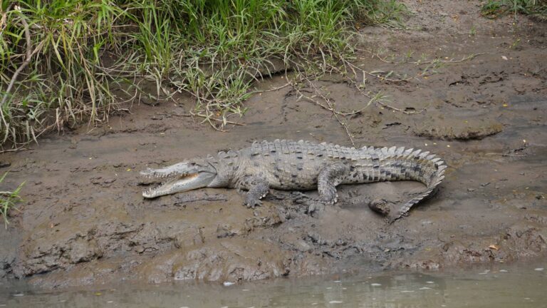 American crocodile basking on the muddy bank of the Tempisque River, Palo Verde, Costa Rica