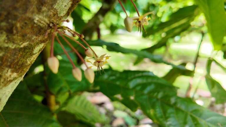 Small cacao flowers and buds growing straight from the trunk of a cacao tree, Costa Rica