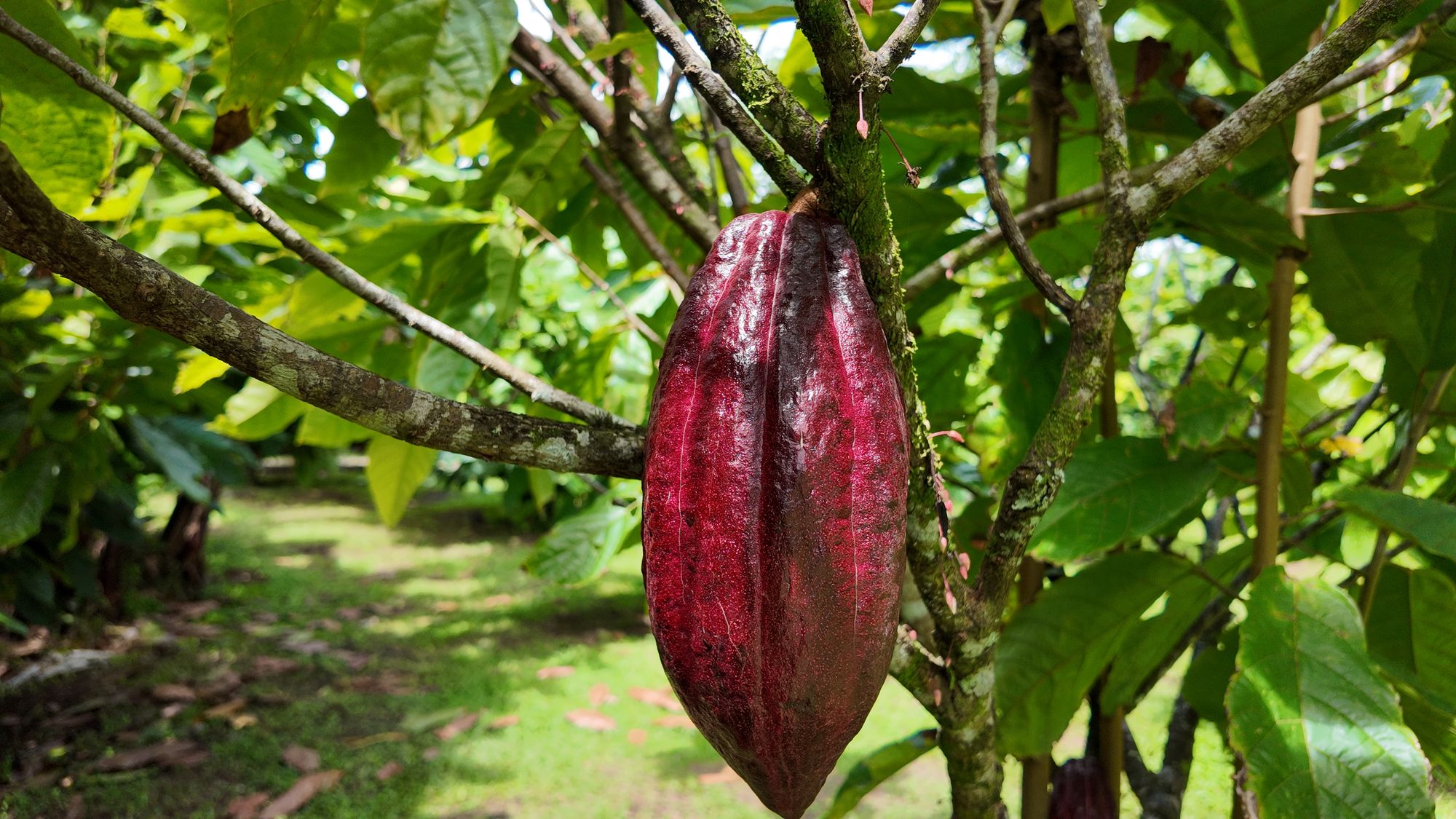 Ripe cacao pod on the tree