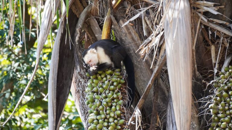 White-faced capuchin monkey eating palm fruit in Palo Verde, Guanacaste, Costa Rica