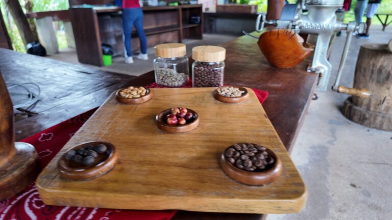 Wooden board showing coffee from red cherry to green and roasted beans on a coffee tour in Costa Rica