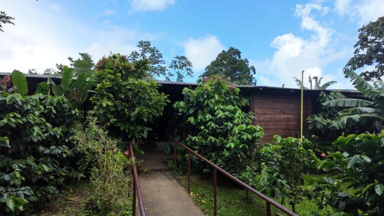 Path through coffee and cacao plants to the farm building on a plantation near Bijagua, Costa Rica