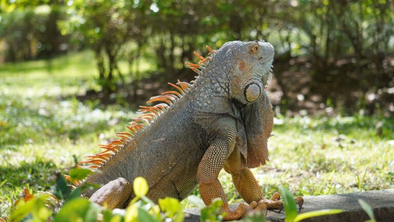 Male green iguana with orange spines in Guanacaste, Costa Rica