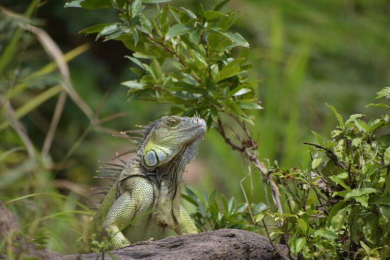 Green iguana on a rock among plants on the riverbank in Guanacaste, Costa Rica