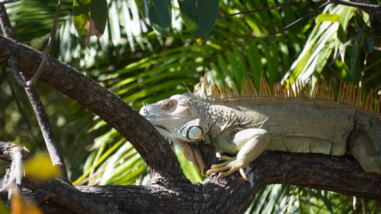Green iguana resting on a branch in Palo Verde, Guanacaste, Costa Rica
