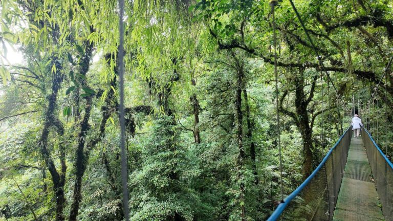 Hanging bridge with blue railings among moss-covered trees in the rainforest near Tenorio Volcano, Costa Rica