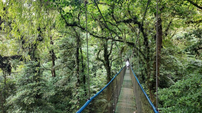 Long hanging bridge stretching through primary rainforest near Tenorio Volcano, Costa Rica