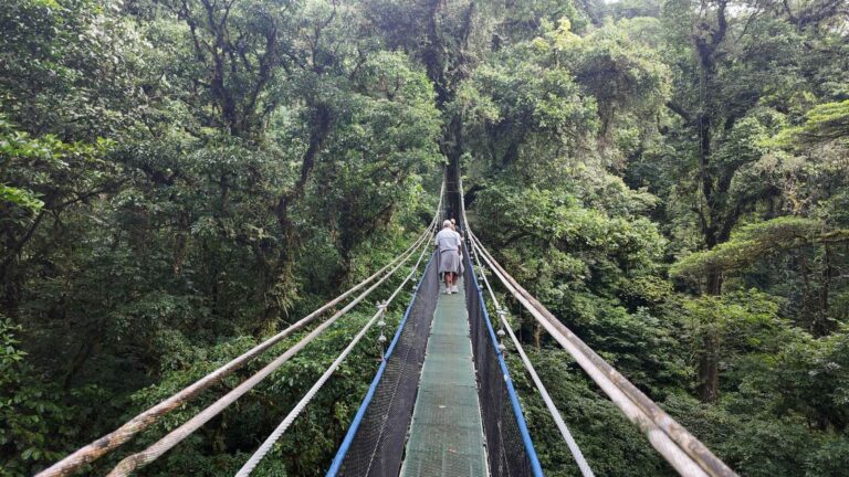 Guests crossing a hanging bridge through the primary forest canopy on the slopes of Tenorio Volcano, Costa Rica