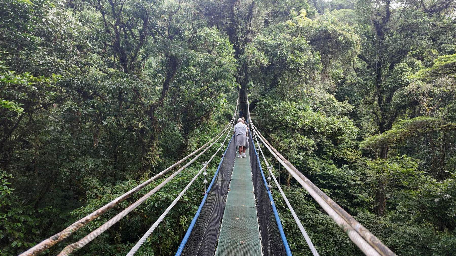 Guests crossing a hanging bridge through the primary forest canopy on the slopes of Tenorio Volcano, Costa Rica