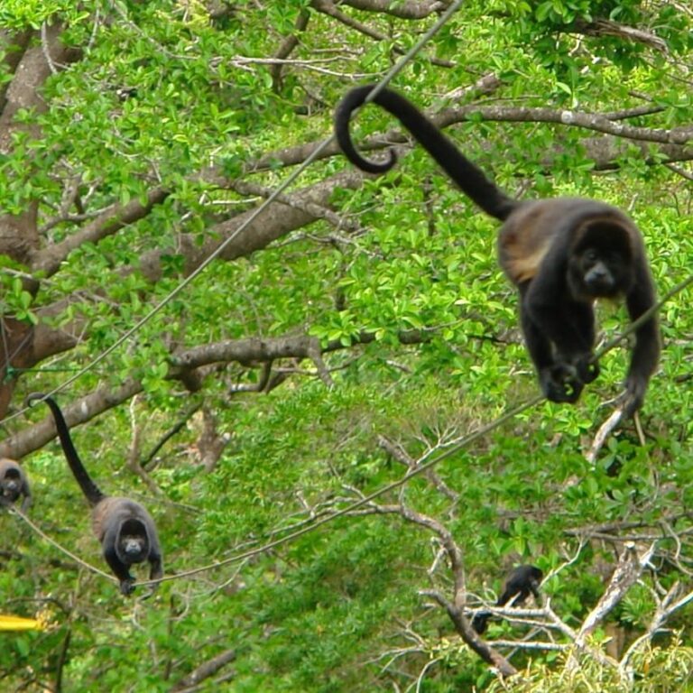 Howler monkeys crossing a cable between trees at Rincón de la Vieja, Guanacaste, Costa Rica