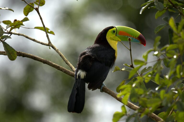 Keel-billed toucan perched on a branch in the Tenorio Rainforest, Costa Rica