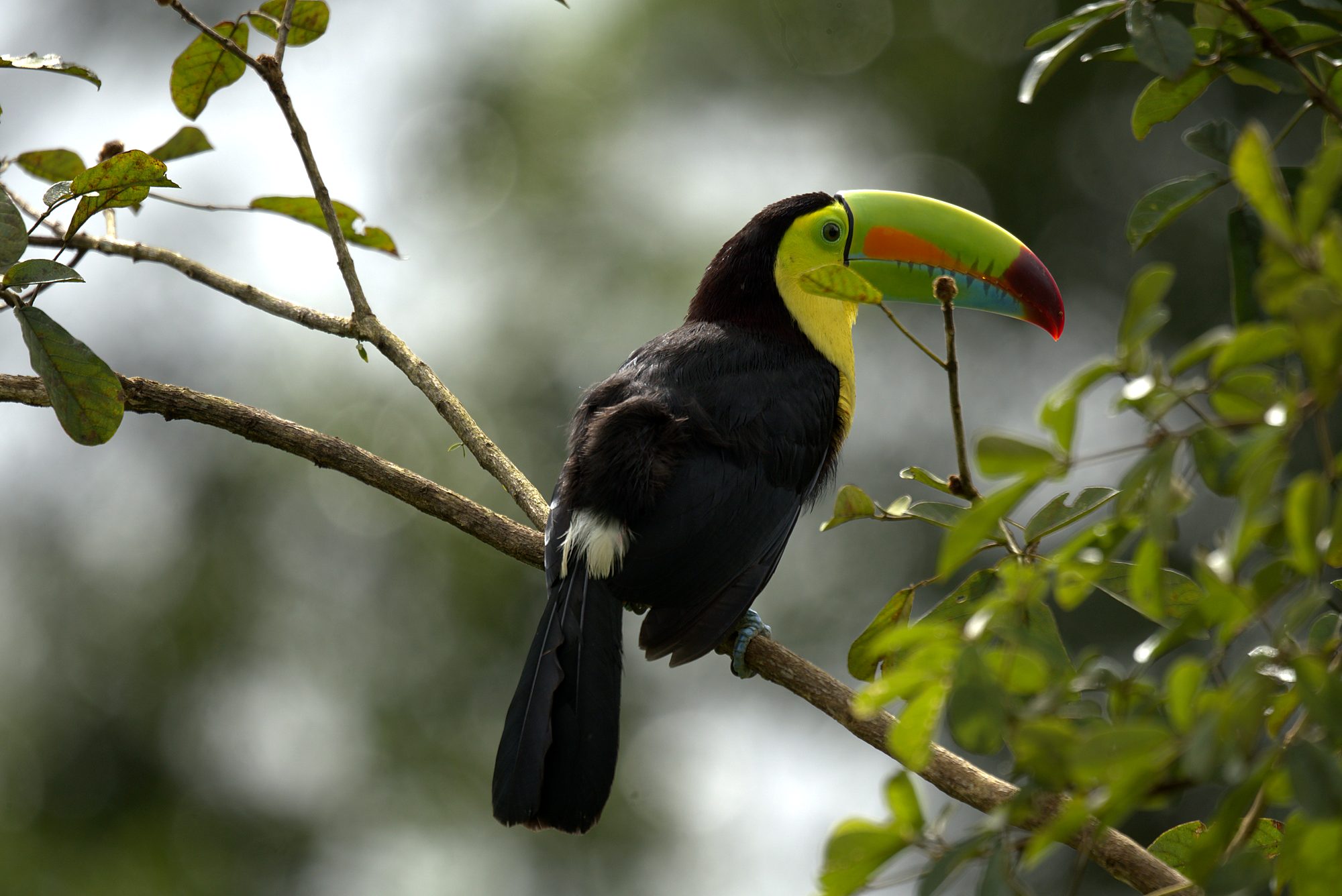 Keel-billed toucan