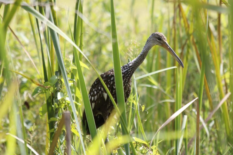 Limpkin walking through tall grass in the wetlands of Palo Verde, Guanacaste, Costa Rica
