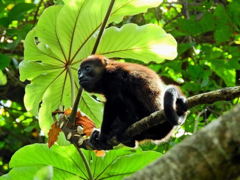 Mantled howler monkey on a branch next to a large cecropia leaf in Guanacaste, Costa Rica