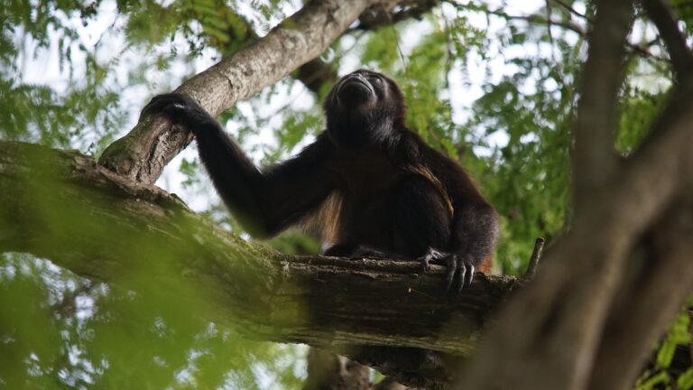 Mantled howler monkey resting on a tree branch, looking up, in the Tenorio Rainforest, Costa Rica