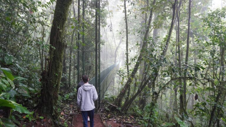 Guests walking toward a hanging bridge in the misty rainforest near Tenorio Volcano, Costa Rica