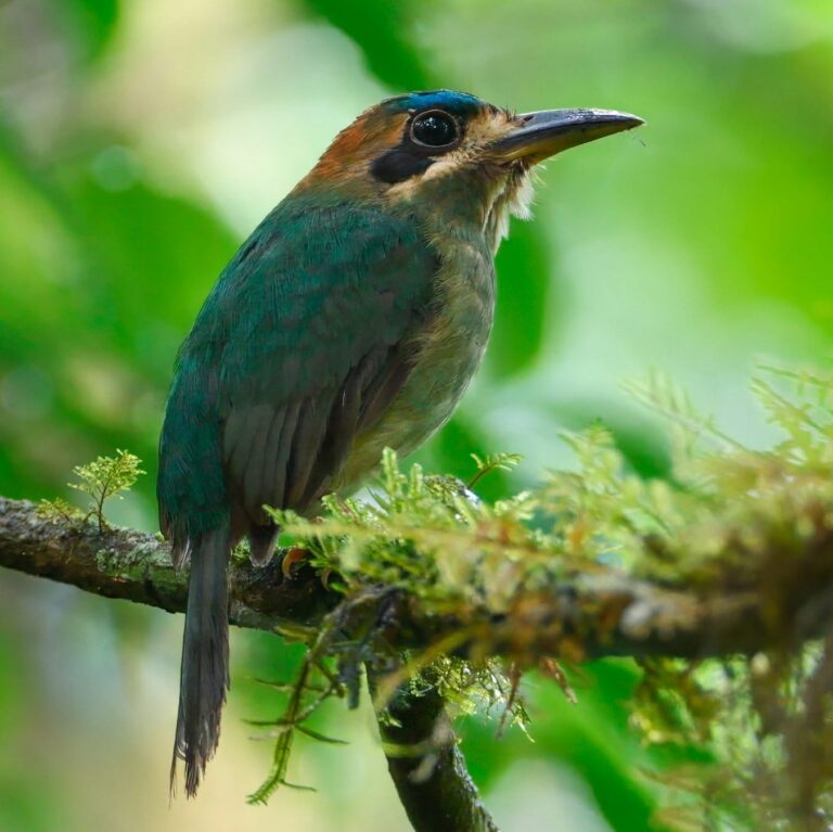 Motmot perched on a mossy branch in the Tenorio Rainforest, Costa Rica