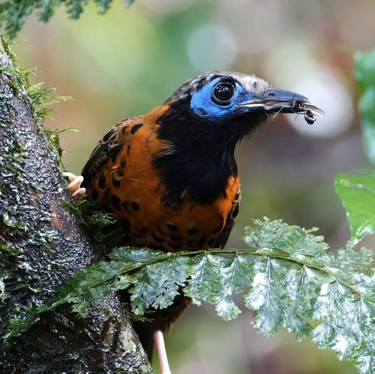 Ocellated antbird with blue facial skin holding an insect in its bill in the Tenorio Rainforest, Costa Rica