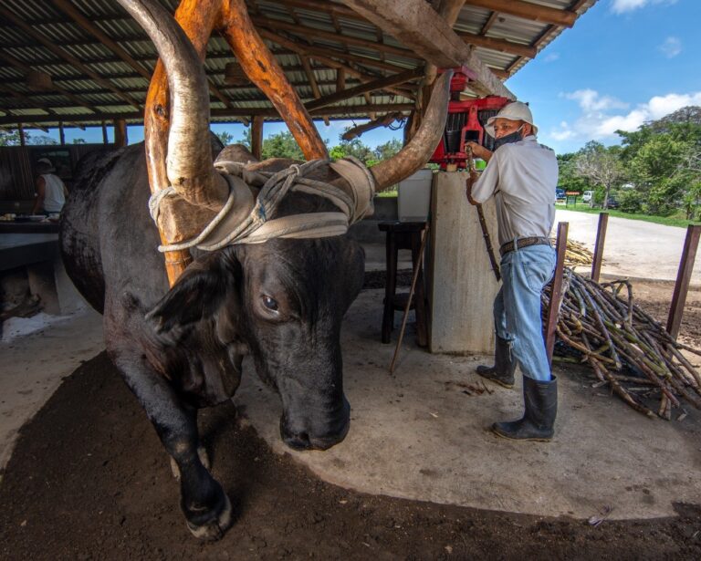 Ox turning a traditional sugarcane mill while a farmer feeds in the cane on a Costa Rican cultural tour