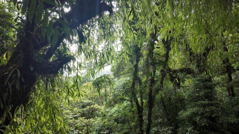 View into the rainforest canopy with epiphytes and hanging leaves near Tenorio Volcano, Costa Rica