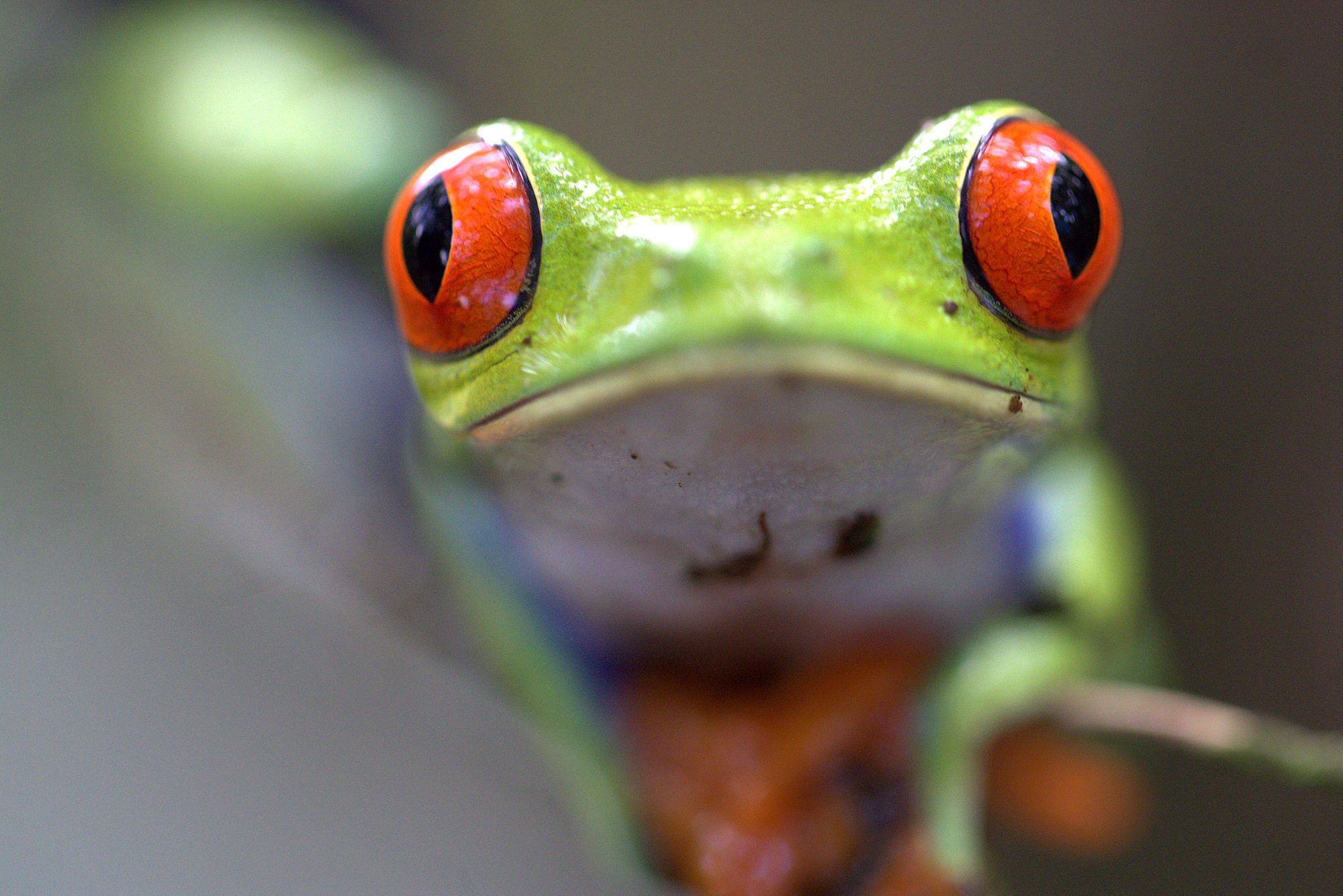 Red-eyed tree frog