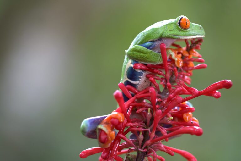 Red-eyed tree frog climbing a red tropical flower in the Tenorio Rainforest, Costa Rica