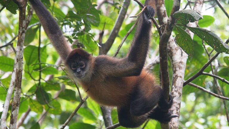 Geoffroy's spider monkey hanging from branches by its arms and tail in the Tenorio Rainforest, Costa Rica