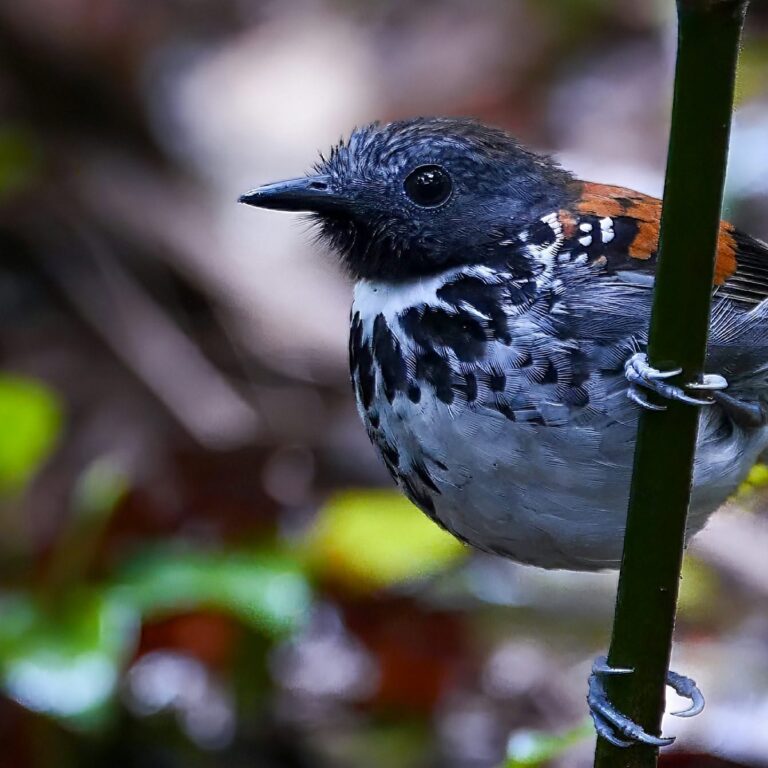 Male spotted antbird perched on a thin stem in the Tenorio Rainforest, Costa Rica