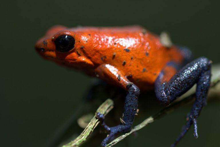 Strawberry poison dart frog with an orange body and blue legs in the Tenorio Rainforest, Costa Rica