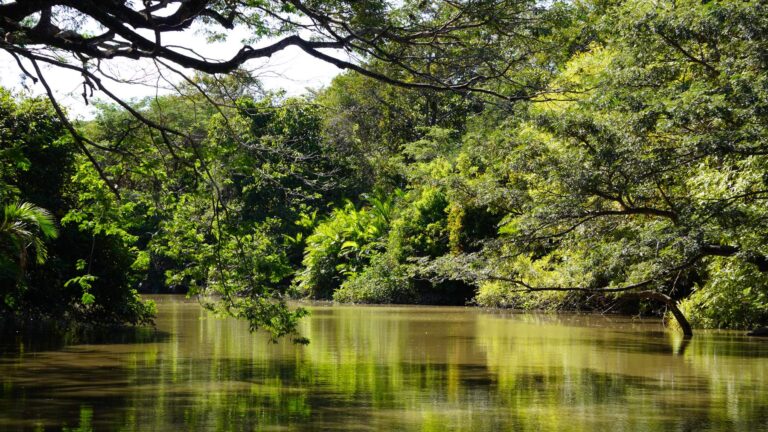 Calm stretch of the Tempisque River lined with forest in Palo Verde, Guanacaste, Costa Rica