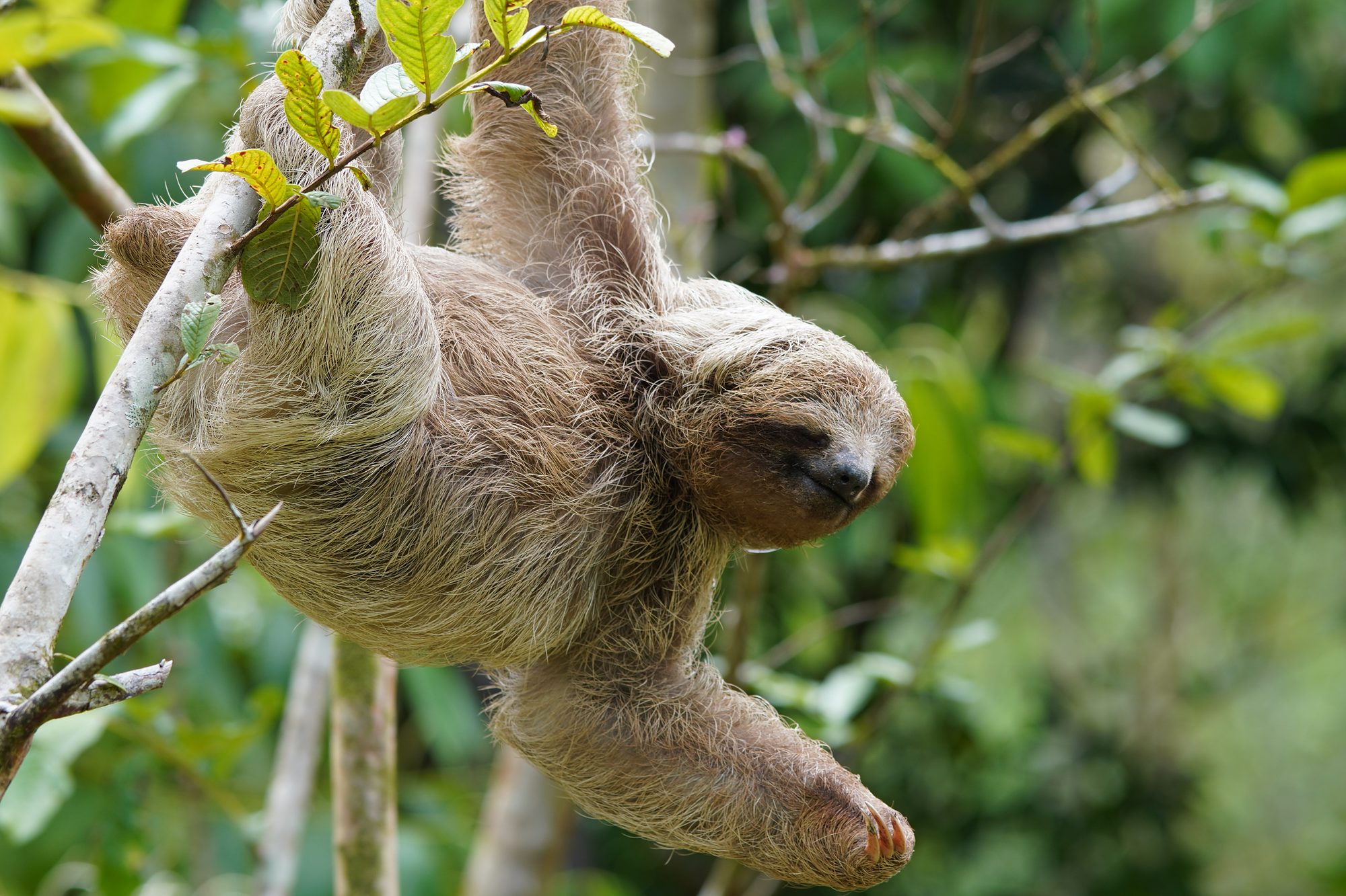 Brown-throated three-toed sloth hanging upside down from a branch in the Tenorio Rainforest, Costa Rica