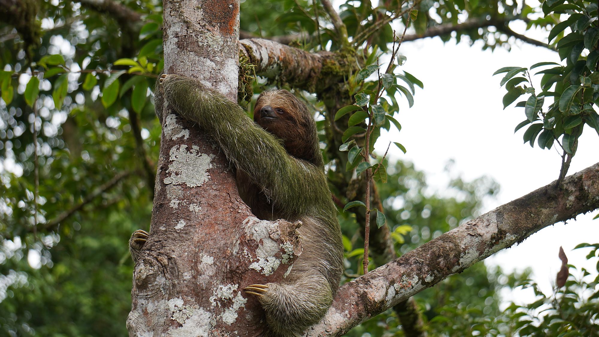 Three-toed sloth