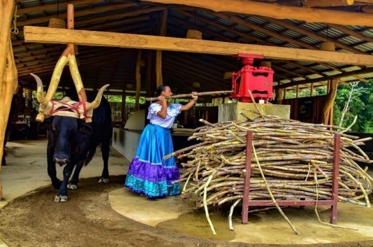 Woman in a traditional Costa Rican dress feeding sugarcane into an ox-driven mill at Rincón de la Vieja, Guanacaste