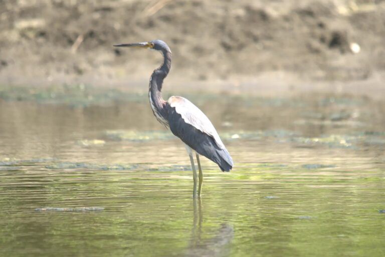 Tricolored heron standing in shallow water on a river in Guanacaste, Costa Rica