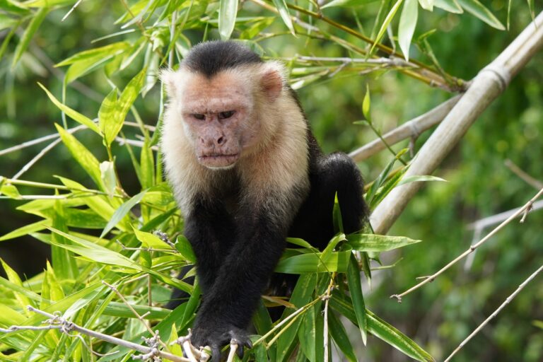 White-faced capuchin monkey perched in bamboo in the Tenorio Rainforest, Costa Rica