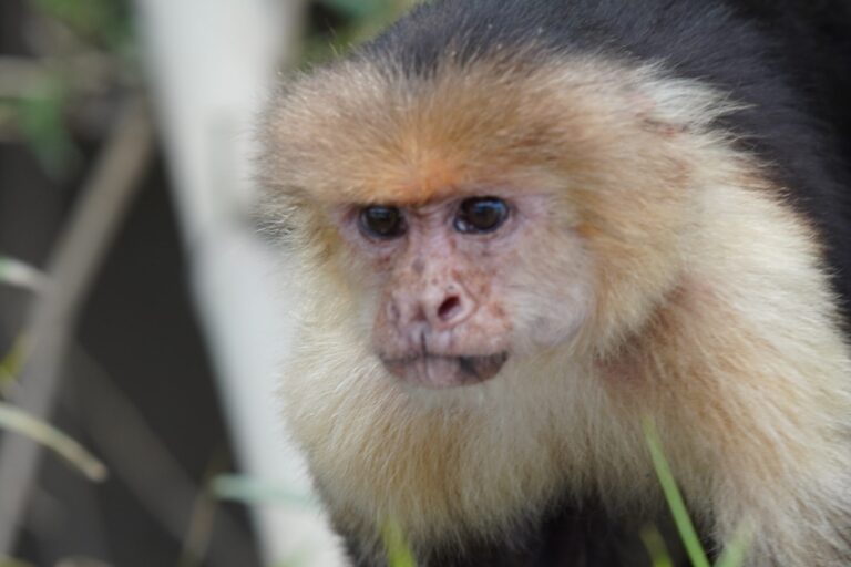 Close-up portrait of a white-faced capuchin monkey face in the Tenorio Rainforest, Costa Rica