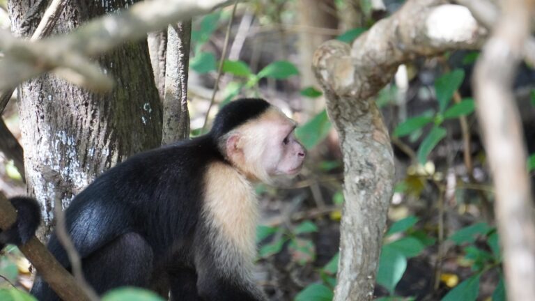 White-faced capuchin monkey in the forest along the Tempisque River, Palo Verde, Costa Rica