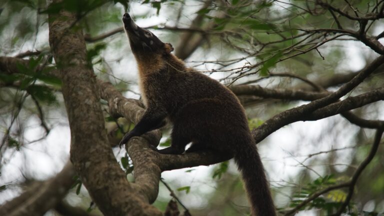 White-nosed coati climbing a tree in Palo Verde, Guanacaste, Costa Rica