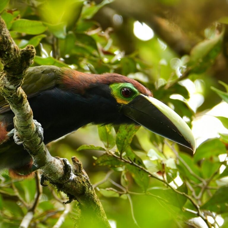 Yellow-eared toucanet perched among leaves in the Tenorio Rainforest, Costa Rica