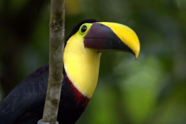 Close-up of a yellow-throated toucan showing its yellow bib and two-tone bill in the Tenorio Rainforest