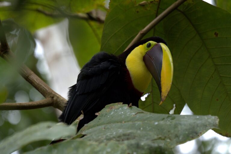 Yellow-throated toucan among large leaves in the Tenorio Rainforest, Costa Rica