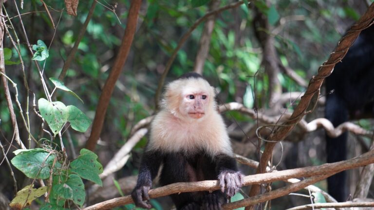 Young white-faced capuchin monkey on a vine in Palo Verde, Guanacaste, Costa Rica