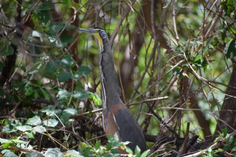 Bare-throated tiger heron standing among the vegetation on the bank of the Tempisque River, Palo Verde, Costa Rica