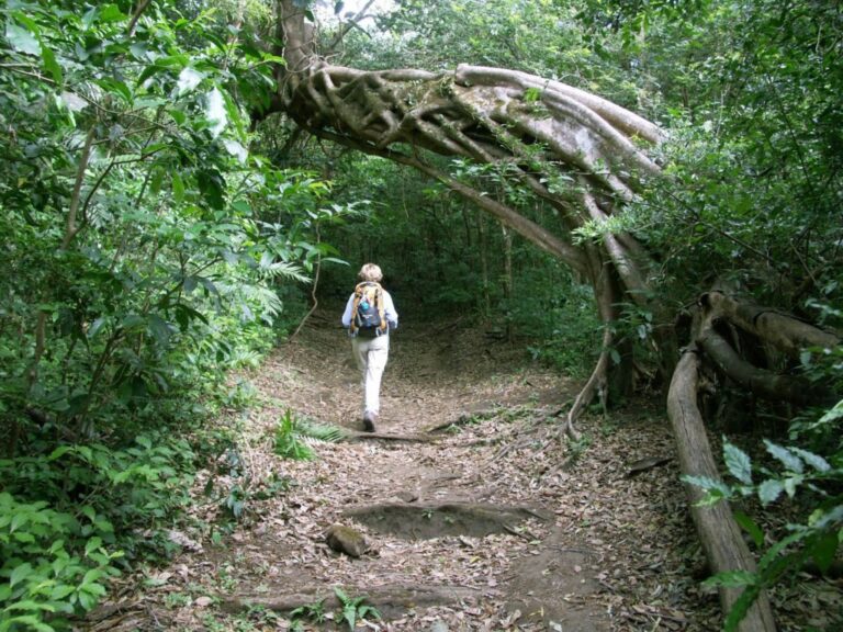 Hiker walking under a natural arch of fig tree roots on the trail in Rincón de la Vieja National Park, Costa Rica