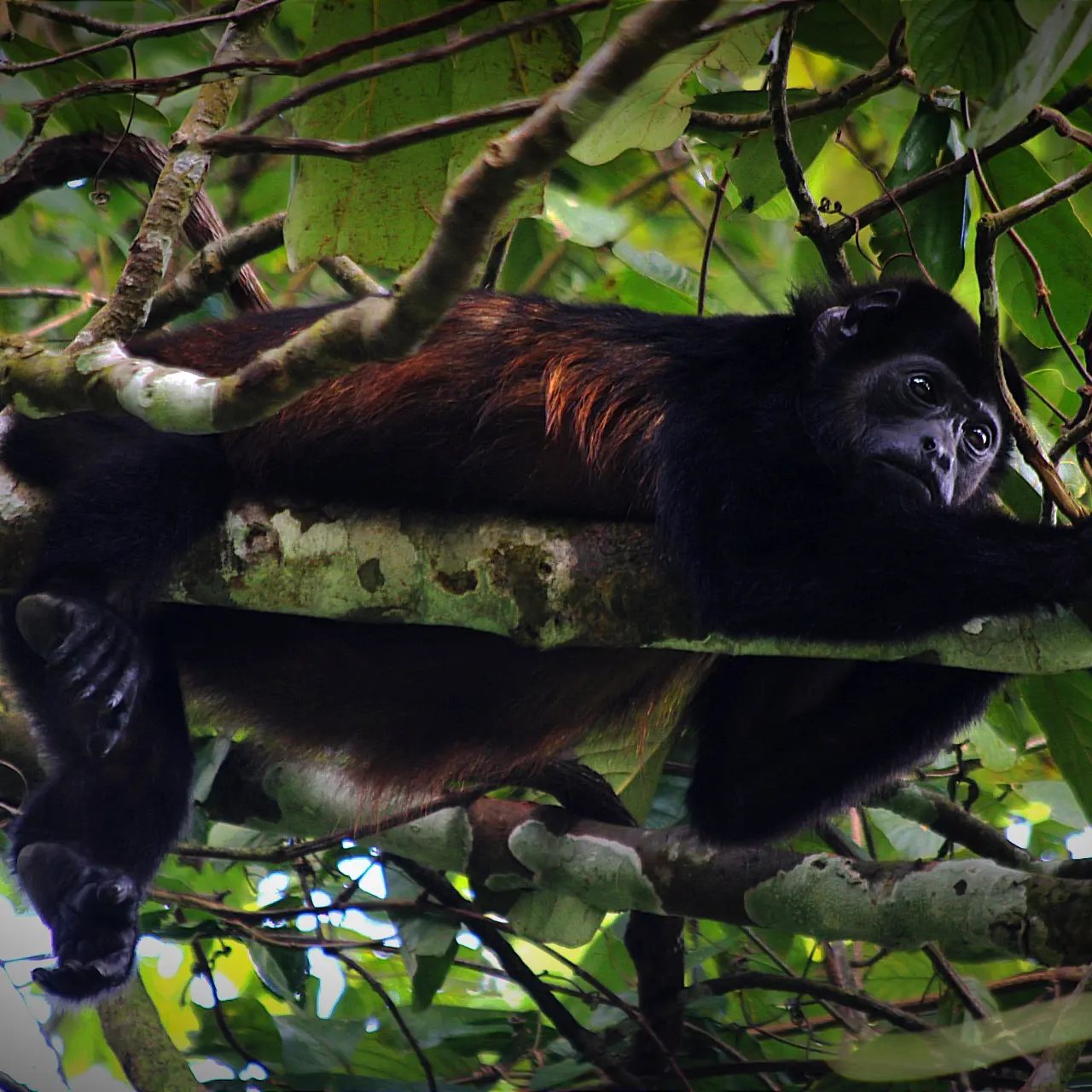 Mantled howler monkey