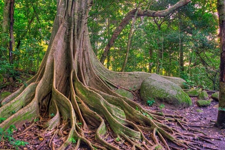 Giant strangler fig with wide buttress roots beside the trail in Rincón de la Vieja National Park, Costa Rica